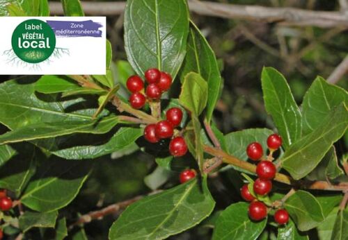 rhamnus alaternus vegetal local zone mediterranee