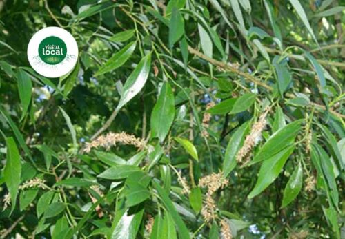 salix alba végétal local zone méditerranéenne