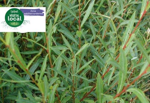 salix purpurea vegetal local zone mediterranee