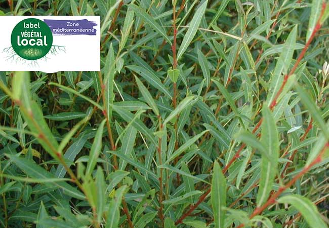 salix purpurea vegetal local zone mediterranee