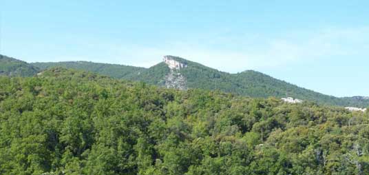 Forêt départementale de Sivergues, Collecte durable et écotypes locaux