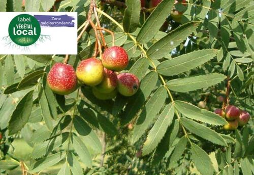 sorbus domestica vegetal local zone mediterranee
