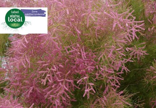 tamarix gallica vegetal local zone mediterranee