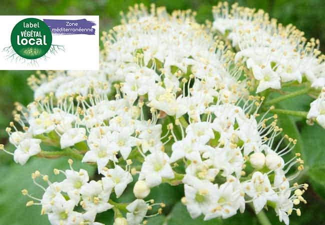 viburnum lantana label végétal local zone méditerranée